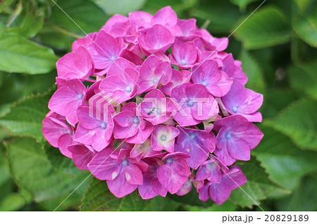紫陽花に魅せられて 紫陽花に魅せられて 20829189