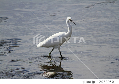 コサギ 20829501