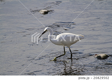 コサギ コサギ 20829502