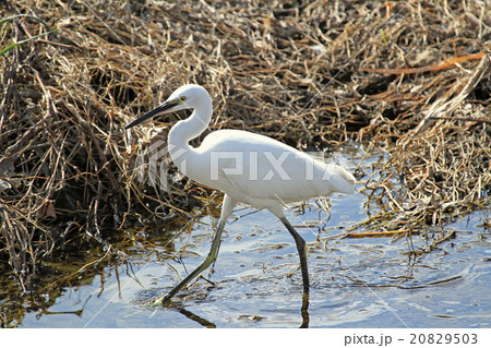 コサギ 20829503