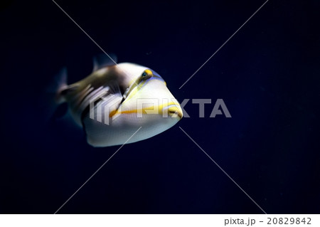 colorful sea fish in the aquarium 20829842