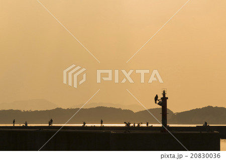 夕暮れの加太・防波堤風景 20830036