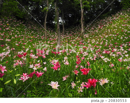 可睡ゆりの園 20830553