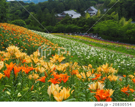 可睡ゆりの園 可睡ゆりの園 20830554