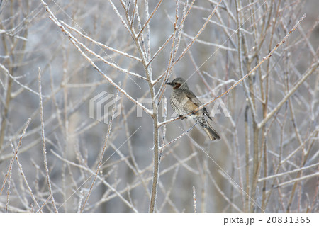 冬のヒヨドリ 20831365