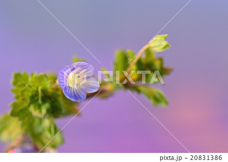 オオイヌフグリ 花 オオイヌフグリ 花 20831386