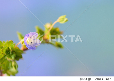 オオイヌフグリ 花 オオイヌフグリ 花 20831387