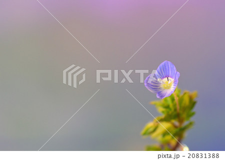 オオイヌフグリ 花 オオイヌフグリ 花 20831388