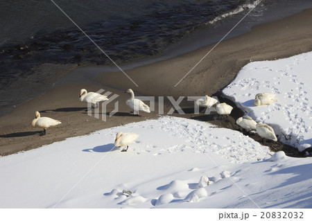 蟹田_陸奥湾のハクチョウ 20832032