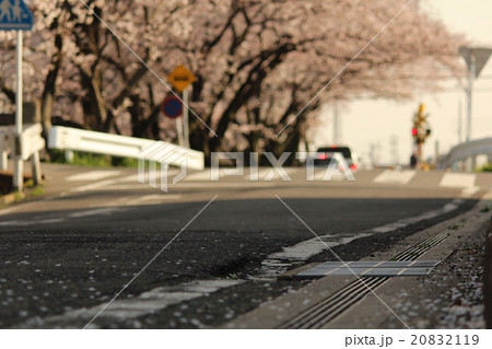 踏切前の桜道 20832119