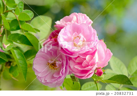Pink Roses on Blurred Rose Garden Background. Pink Roses on Blurred Rose Garden Background. 20832731
