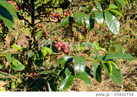 Coffee tree with cherry in plantation field. 20832758