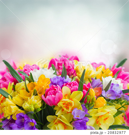 freesia and daffodil  flowers  border 20832977