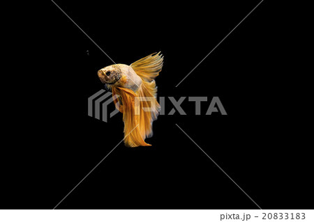Siamese fighting fish, Betta splendens 20833183