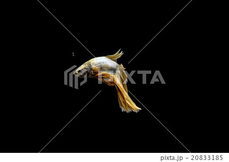 Siamese fighting fish, Betta splendens  20833185