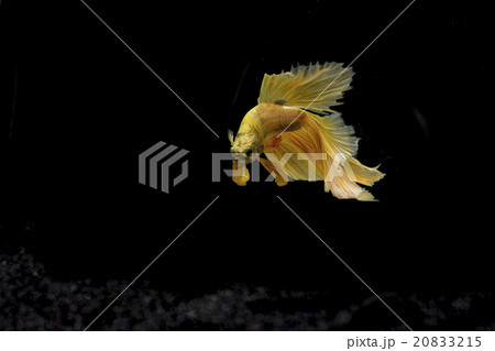 Siamese fighting fish, Betta splendens Siamese fighting fish, Betta splendens 20833215