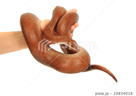 rainbow boa snake rainbow boa snake 20834018