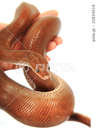 rainbow boa snake rainbow boa snake 20834019