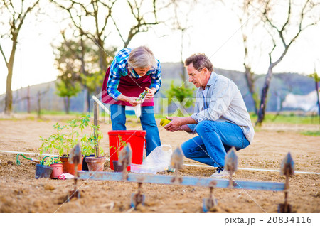 Senior couple planting seedlings into the ground Senior couple planting seedlings into the ground 20834116