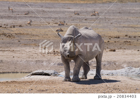 Rhino Rhino 20834403