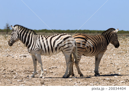 Couple of zebras Couple of zebras 20834404