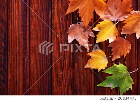 autumn background autumn background 20834473