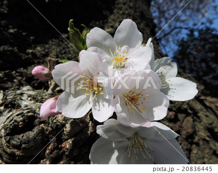 サクラ　花びら 20836445