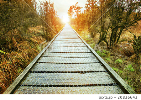 Sun Rising End Of Perspective Wood Walking Path の写真素材 6643