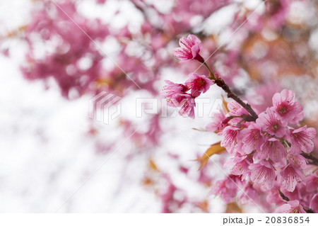 spring sakura pink flower nature background spring sakura pink flower nature background 20836854