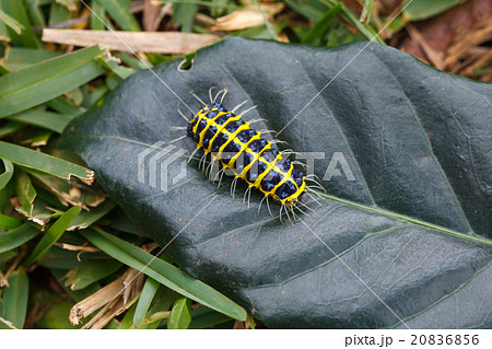 Caterpillars on leaves Caterpillars on leaves 20836856