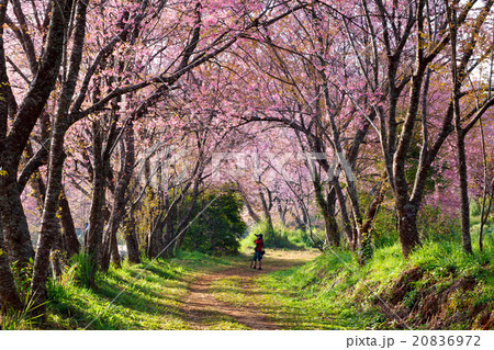A man taking photo under cherry blossom trees. 20836972