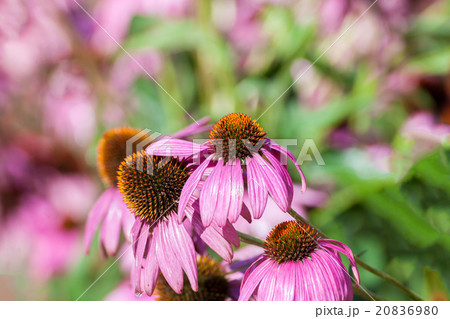 Purple Coneflowers (Echinacea)  20836980