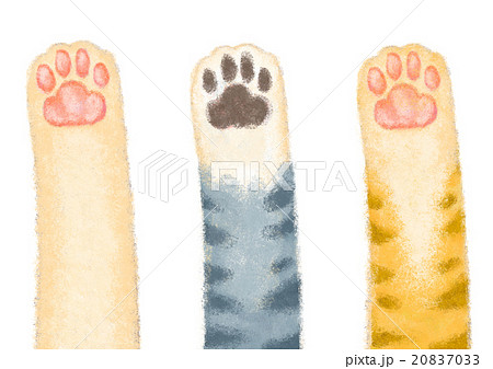 猫の手 20837033