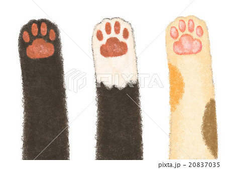 猫の手 猫の手 20837035