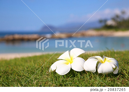 プルメリア　ビーチ 20837265