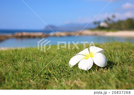 プルメリア ビーチ プルメリア ビーチ 20837268