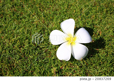 プルメリア プルメリア 20837269