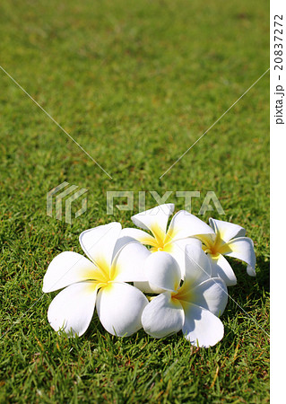 プルメリア プルメリア 20837272