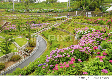 あじさい あじさい 20837509