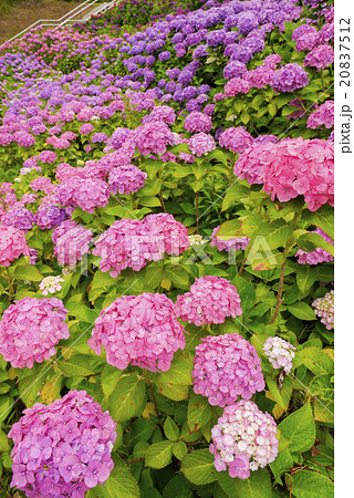 あじさい あじさい 20837512