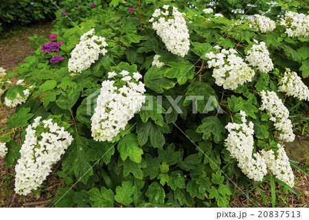 あじさい 20837513