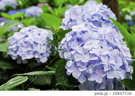 あじさい 20837516