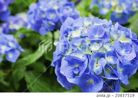 あじさい 20837519