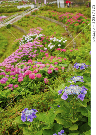 あじさい 20837525