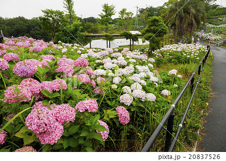 あじさい 20837526