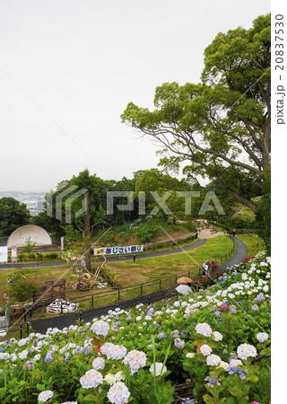 あじさい 20837530