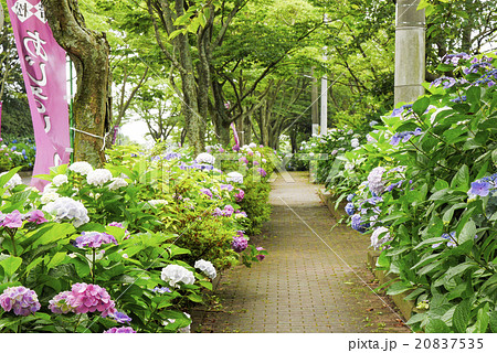 あじさい 20837535
