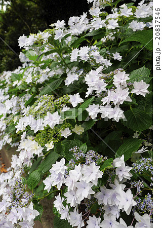 あじさい 20837546