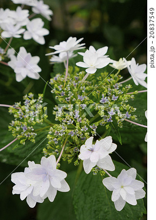 あじさい 20837549