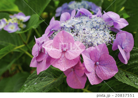 あじさい 20837551